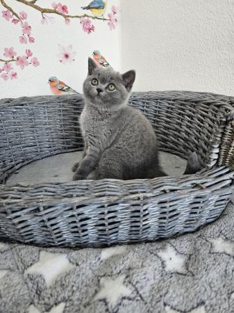 Image 7 of British Shorthair kittens