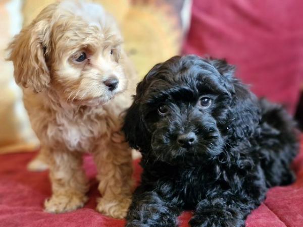 Image 12 of Adorable F1b multicolour cavapoo pups. health tested parents