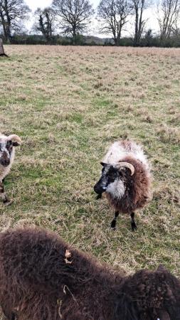 Image 2 of 8 shearling boreray ewes