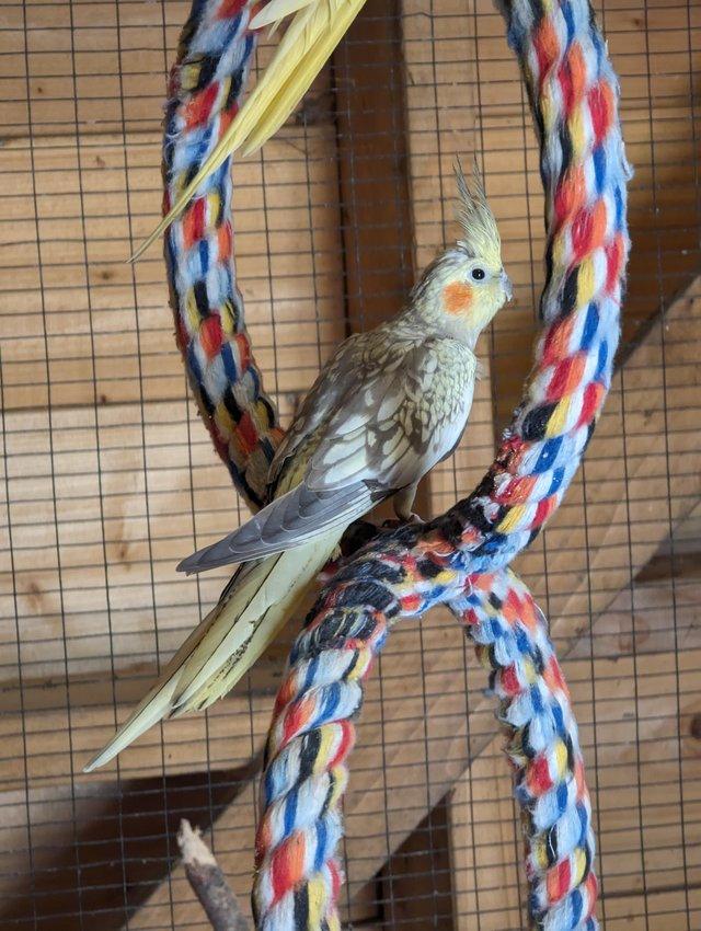 Preview of the first image of Breeding pair of cockatiel's.