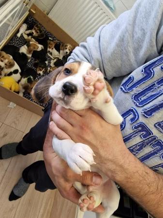 Image 6 of Adorable beagle puppy - ready for a new home