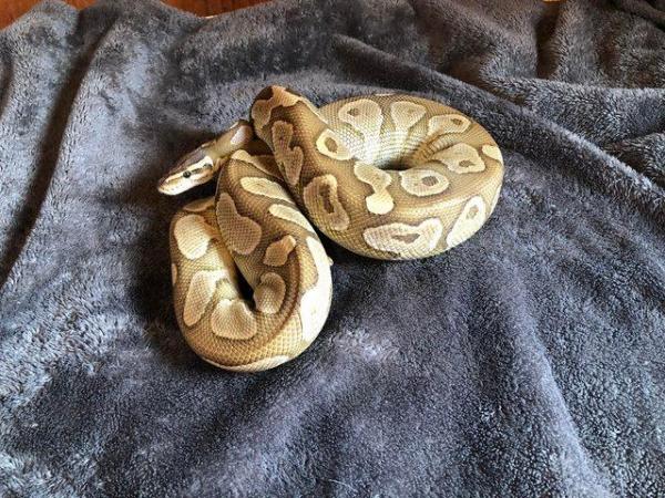 Image 6 of Various Royal Pythons for sale