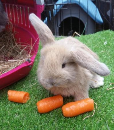 Image 6 of Giant French Lop babies - fully vaccinated 3 in 1