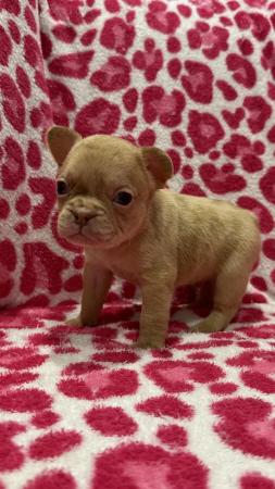 Image 6 of French bulldog puppies 7 weeks old