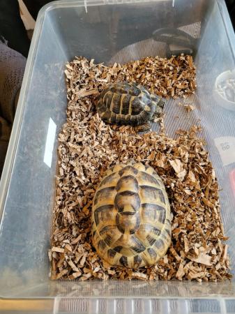 Image 1 of For sale 2 tortoise and table
