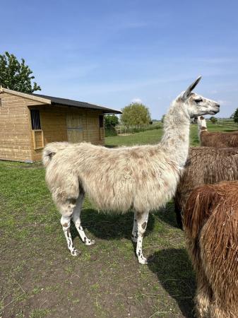 Image 2 of Llama females for sale very friendly