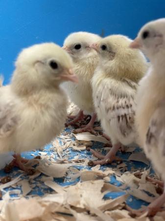 Image 14 of Serama chicks, lots of colours, various ages/prices