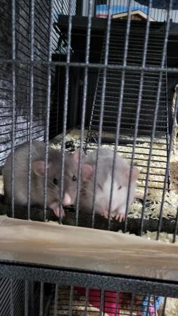 Image 6 of Two 6 month old girl rats