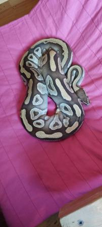 Image 2 of Female Mojave and a Male Lesser Mojave both for £150