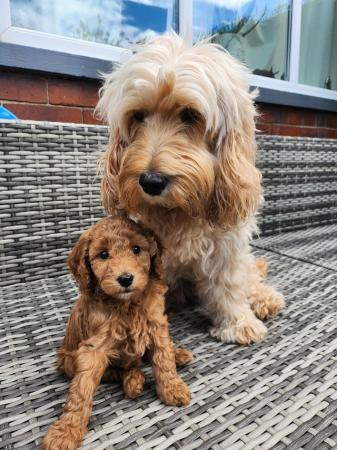Image 26 of GORGEOUS COCKAPOO PUPPIES FOR SALE