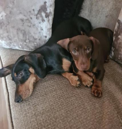 Image 4 of 2 female Dachshund, sausage dogs, 5 & 3 years old. Mum and d