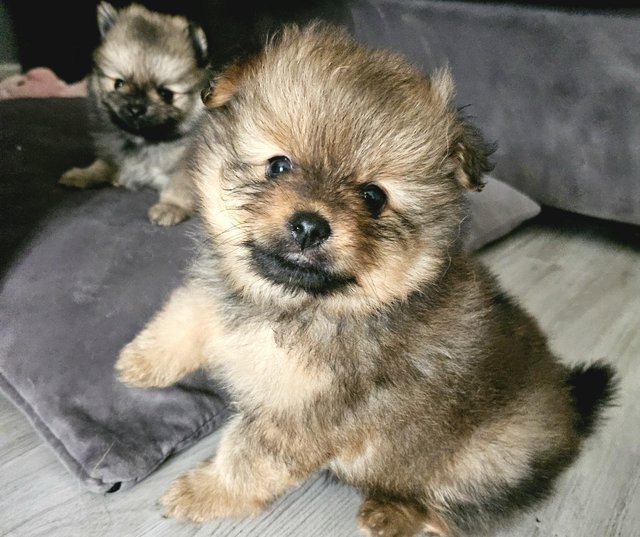 Preview of the first image of Adorable quality brindle Teddy bear face Pomeranian puppy.