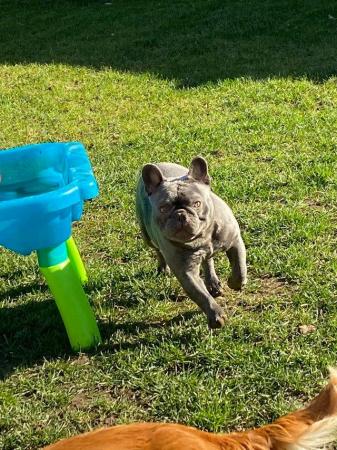 Image 5 of MAVERICK solid lilac a/a health tested french bulldog stud