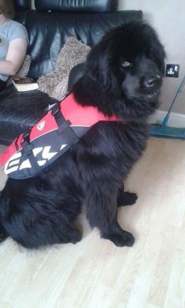 Image 1 of Ezydog water harness for extra large dog