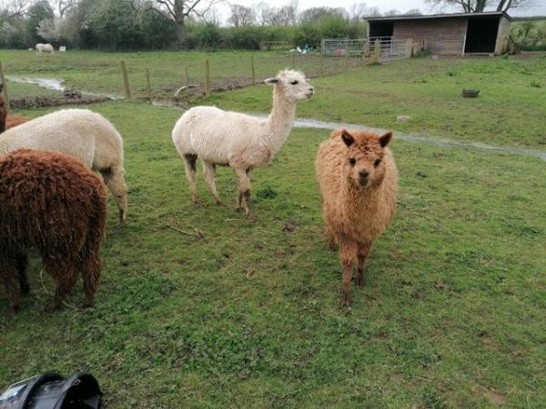 Image 3 of Alpaca herd of 17 females for sale.