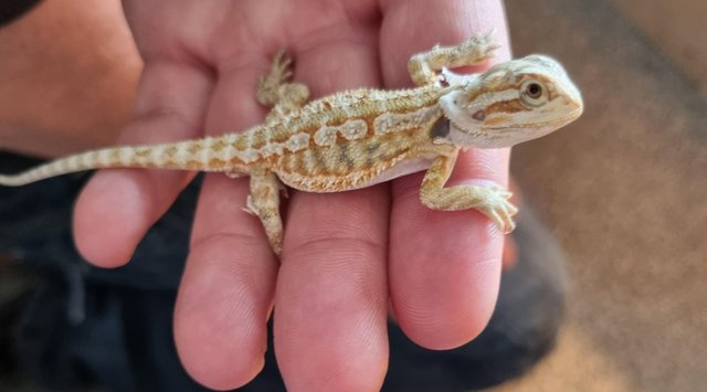 Image 2 of 8 weeks old baby bearded dragons males and females