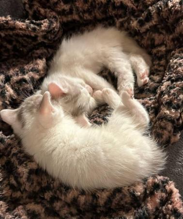 Image 4 of Persian Ragdoll kittens