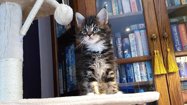 Image 4 of 3/4 Maine Coon Kittens Male