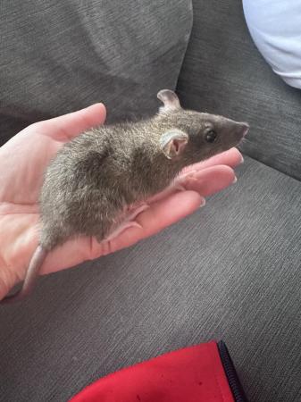 Image 8 of Baby rat. 13 available. 3M 10F