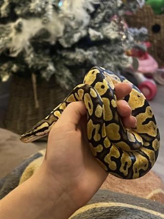 Image 3 of 18 month old female yellow pastel royal python