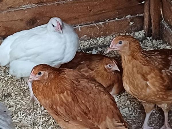 Image 1 of 12 week old Pullets Mixed Breeds for sale