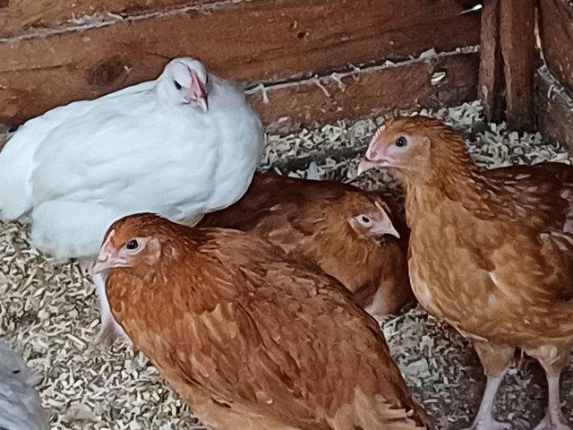 Preview of the first image of 12 week old Pullets Mixed Breeds for sale.