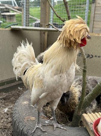 Image 1 of 9 month old polish frizzle cockerel chicken