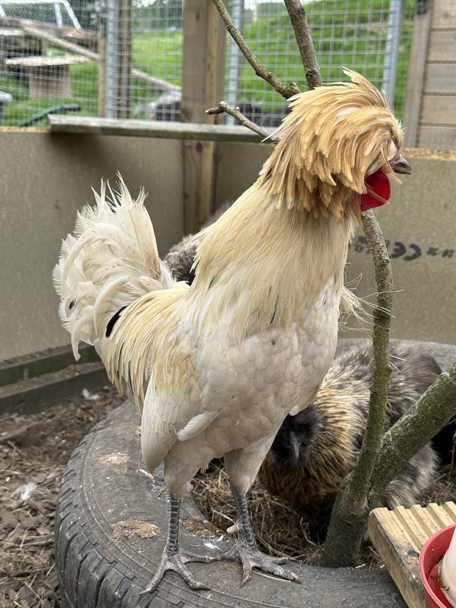 Preview of the first image of 9 month old polish frizzle cockerel chicken.