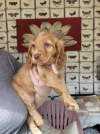 Image 13 of Gorgeous Cocker spaniel puppies ready to leave next week