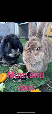 Image 6 of Beautiful friendly continental giant rabbits