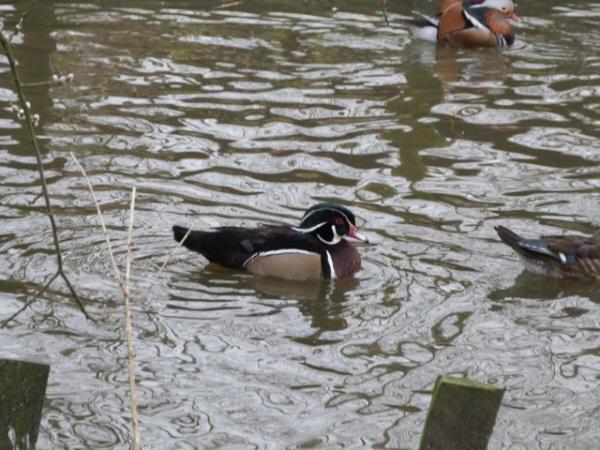 Image 2 of 2023 Bred Ornamental Waterfowl