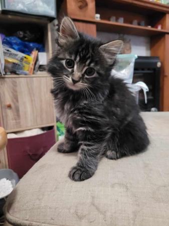 Image 9 of Maine Coon cross ready now