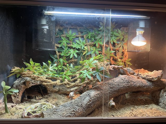 Preview of the first image of Uromastyx and vivarium set up.