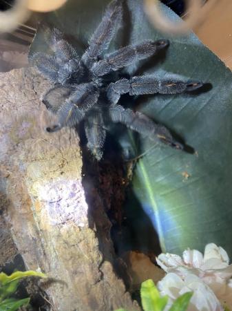 Image 4 of MM Psalmopoeus Irminia tarantula