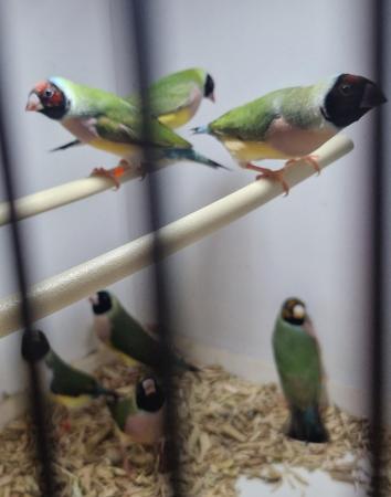 Image 5 of pairs of gouldian finches available
