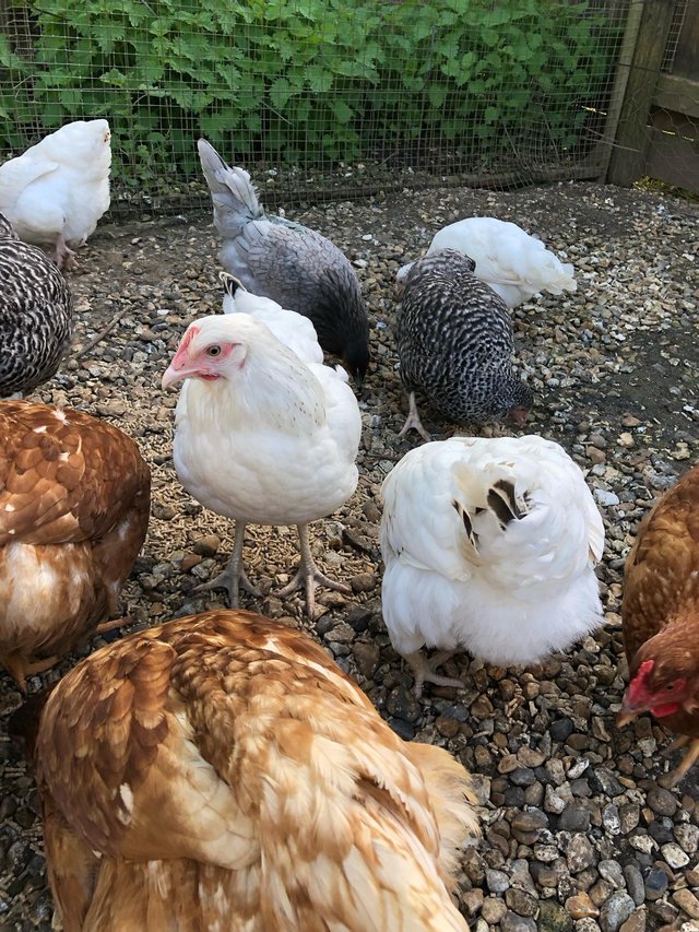 Preview of the first image of Various POL Hens For Sale.