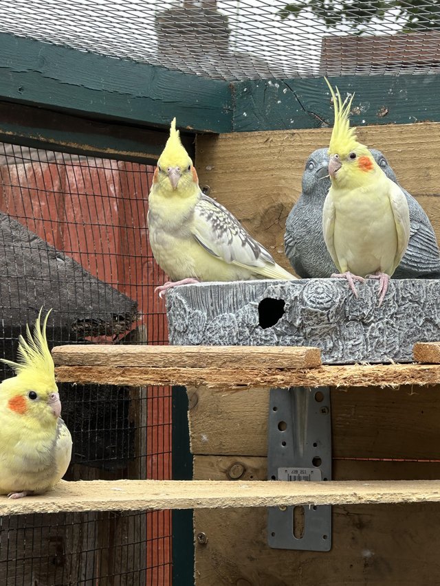 Preview of the first image of 6 month old cockatiels top aviary birds.