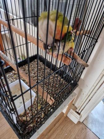 Image 4 of Lovely and healthy Conures for sale