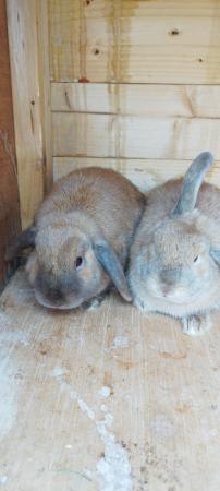 Image 4 of 8 month two Mini lop Female Rabbits