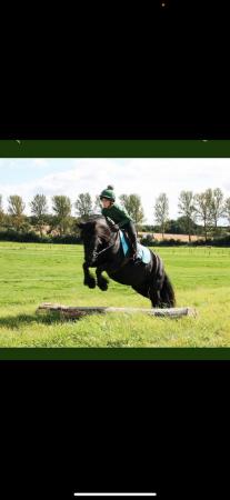 Image 1 of 12.3HH, 8 year old mare