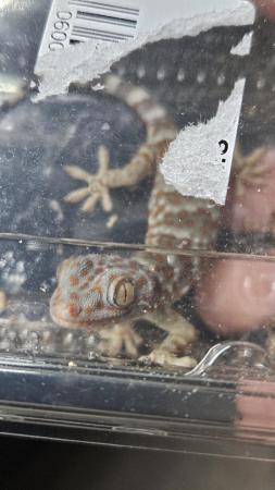 Image 5 of CB23 Tokay Geckos (Gekko gecko)