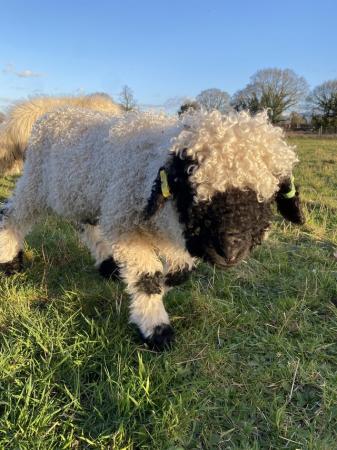 Image 1 of Registered Valais Blacknose Ram Lamb - great genetics ??