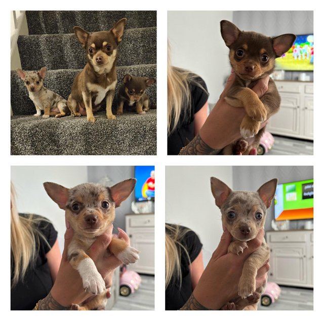 Preview of the first image of Beautiful Merle and chocolate tri chihuahuas.