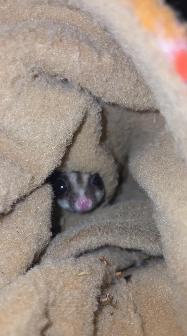 Sugar glider pair for sale — Pets & Animals in Chelmsford