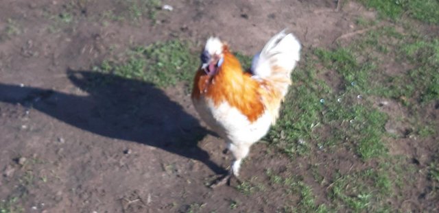 Image 1 of Handsome young bantam cockerel very docile good home please