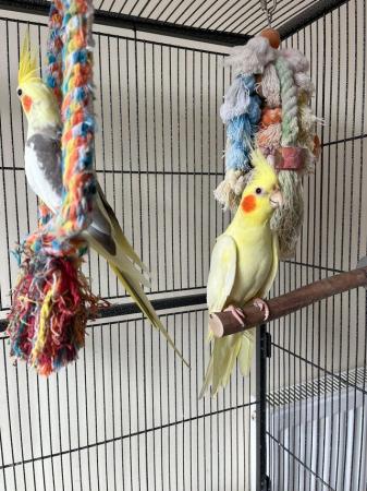 Image 4 of Cockatiels pair for sale