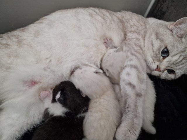 Preview of the first image of *Gorgeous Boy* last one left British Shorthair Cross Kitten.