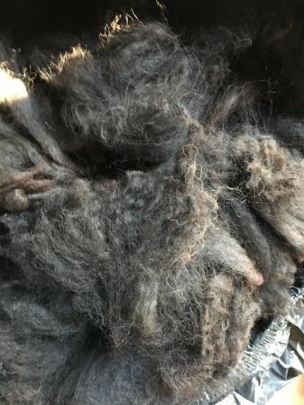 Image 2 of Best quality alpaca fleece (back) Ready for spinning.