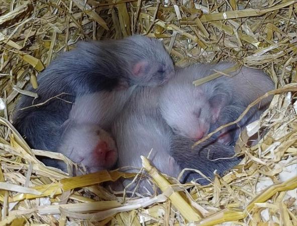 Image 9 of *Baby Ferrets For Sale,Hobs and Jill's available*
