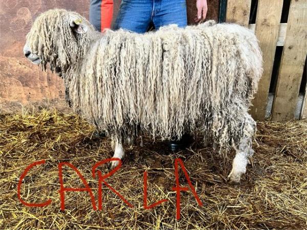 Image 2 of Registered Lincoln Long Wool - Rare Breed sheep